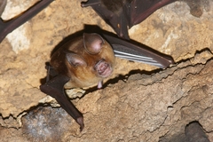 Hipposideros larvatus