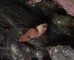 Spirontocaris prionota