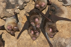 Hipposideros larvatus