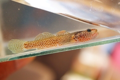 Rhinogobius mekongianus