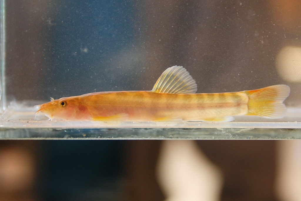 Kengtung loach (Schistura kengtungensis) — Nemacheilidae