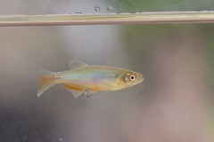 Danio roseus