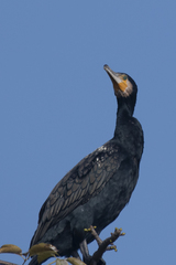 Phalacrocorax carbo