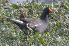 Gallinula chloropus