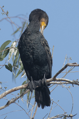Phalacrocorax fuscicollis