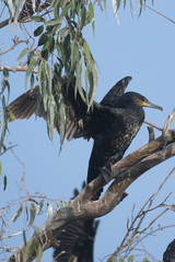 Phalacrocorax fuscicollis