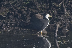 Amaurornis phoenicurus