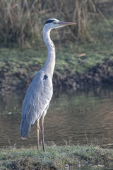 Ardea cinerea