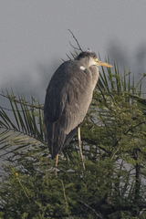 Ardea cinerea