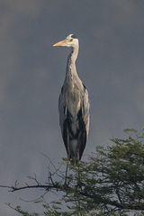 Ardea cinerea