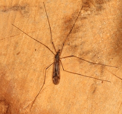 Tipula scripta