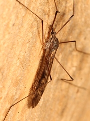 Tipula scripta