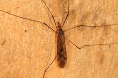 Tipula scripta