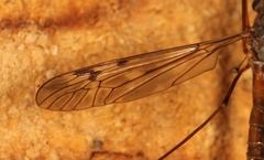 Tipula scripta