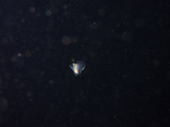 Gastropteron pacificum