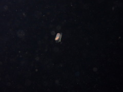 Gastropteron pacificum