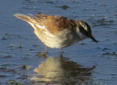 Cinclodes atacamensis