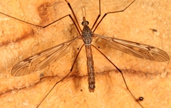 Tipula scripta