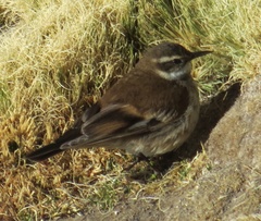 Cinclodes atacamensis