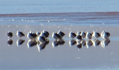 Recurvirostra andina