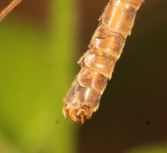 Tipula scripta