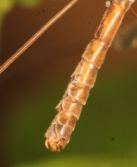 Tipula scripta