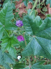 Malva sylvestris