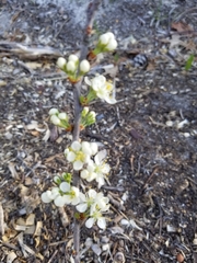 Prunus maritima