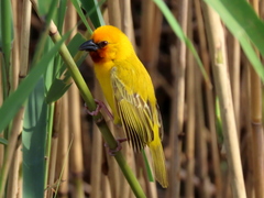 Ploceus xanthopterus marleyi