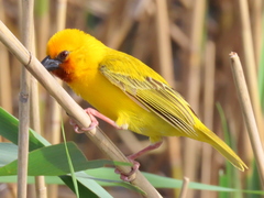 Ploceus xanthopterus marleyi