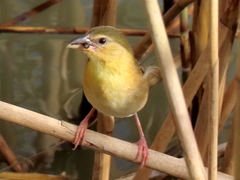 Ploceus xanthopterus marleyi