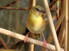 Ploceus xanthopterus marleyi