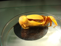 Uca maracoani