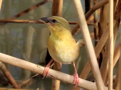 Ploceus xanthopterus marleyi