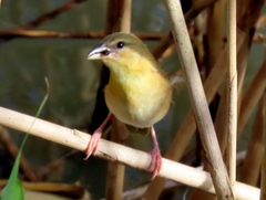 Ploceus xanthopterus marleyi