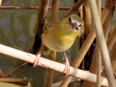 Ploceus xanthopterus marleyi