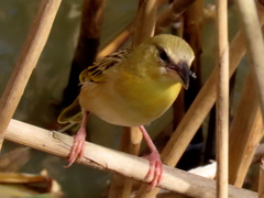 Ploceus xanthopterus marleyi