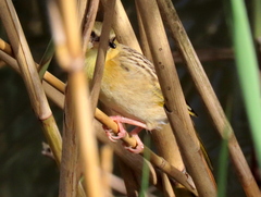 Ploceus xanthopterus marleyi