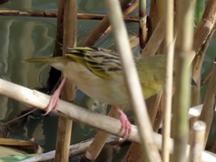Ploceus xanthopterus marleyi