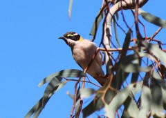 Melithreptus gularis