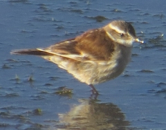 Cinclodes atacamensis