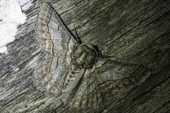 Hypobapta tachyhalotaria