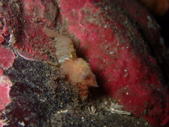 Spirontocaris prionota