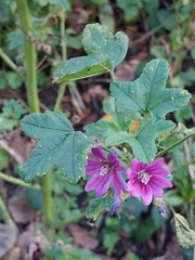 Malva sylvestris