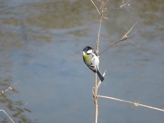 Parus minor