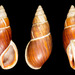 Flax Snails - Photo (c) 

Manuel CABALLER, some rights reserved (CC BY)