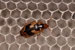 Sarothrocrepis elegans