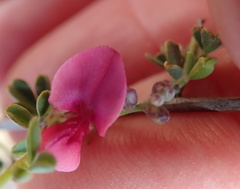 Indigofera spinescens
