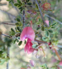 Indigofera spinescens