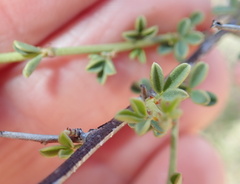 Indigofera spinescens